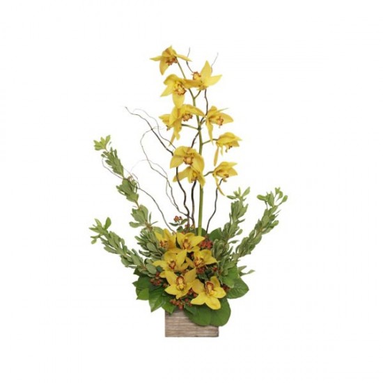 Shelf of orchid